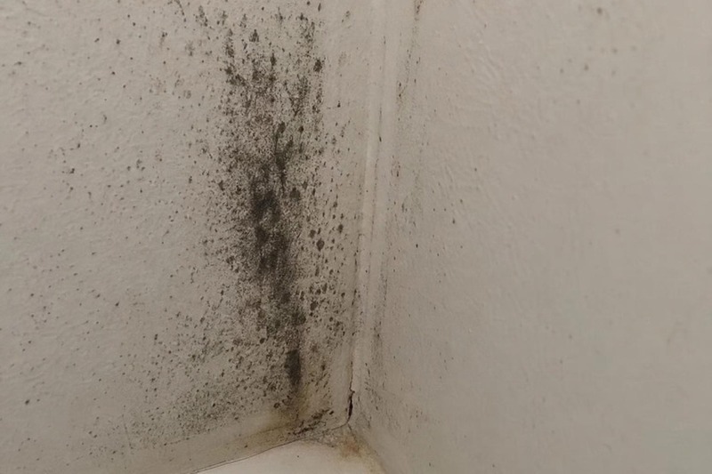Is Black Mold Dangerous? What Utah's Dry Climate Changes