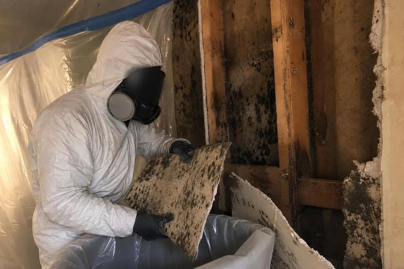 Moldy paper-faced drywall coming off the studs in strips and going straight into a sealed bag