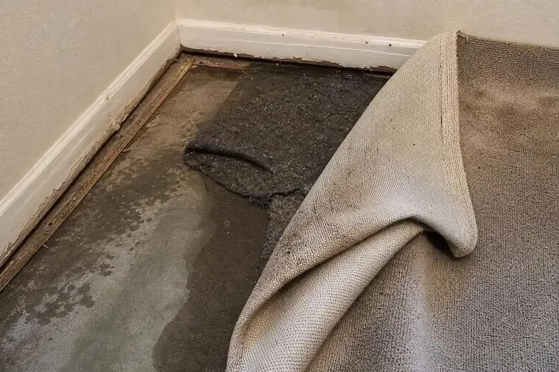 Basement carpet folded back off the tack strip in a Salt Lake City home, the pad underneath soaked through and the baseboard swollen away from the wall